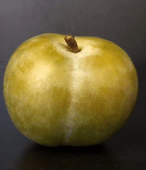 Green Gage - Types of Plum