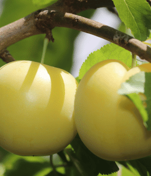 Italian Plum - Types of Plum