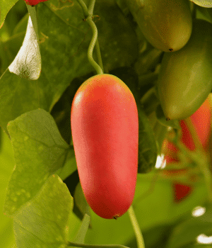 Ivy Gourd - Fruits Vegetable That We Eat as Vegetables