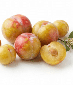 Jefferson Plums - Types of Plum
