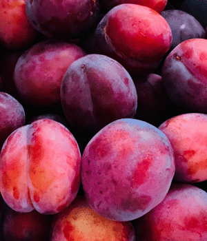 Ozark Premier Plums