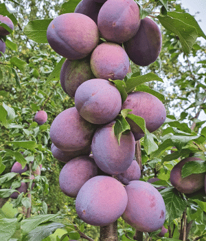 President Plums