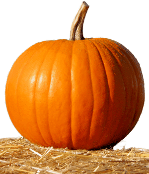 Pumpkin - Fruit Vegetables with Pictures