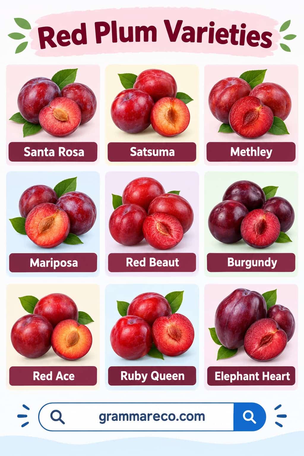 Types of Red Plum Varieties with Pictures