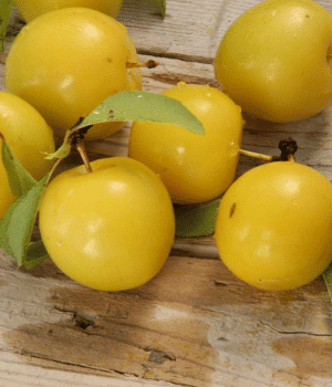 Shiro Plum