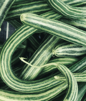 Snake Gourd - Fruits Vegetable That We Eat as Vegetables