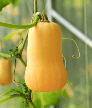 Squash