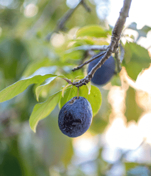 Stanley Plums Picture