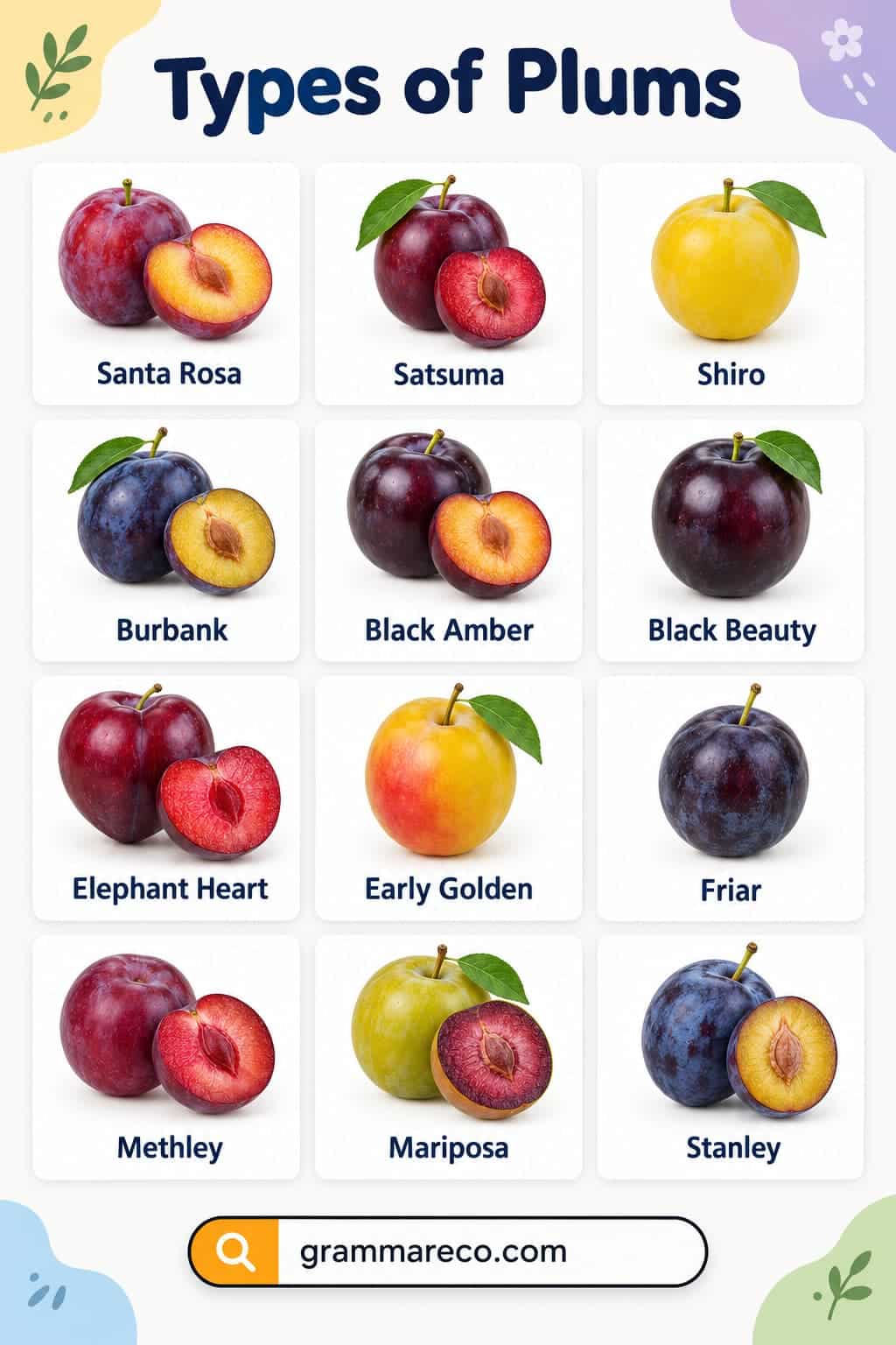 Types of Plum With Pictures and Properties